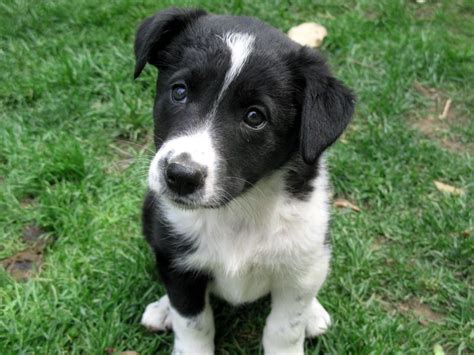 border collie lab mix puppies training