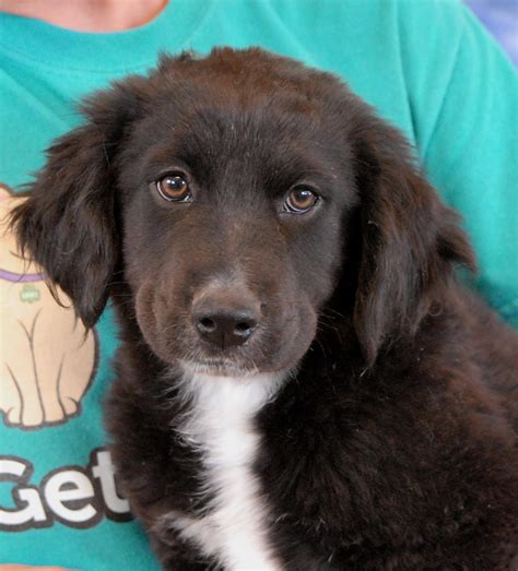 border collie mix puppies rescue