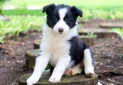 border collie near me for sale australia