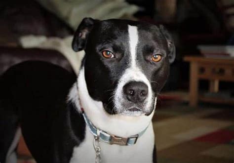 border collie pitbull mix