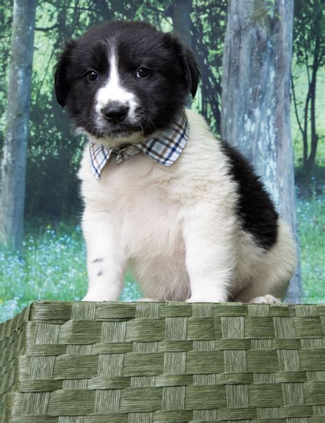 border collie puppies colorado