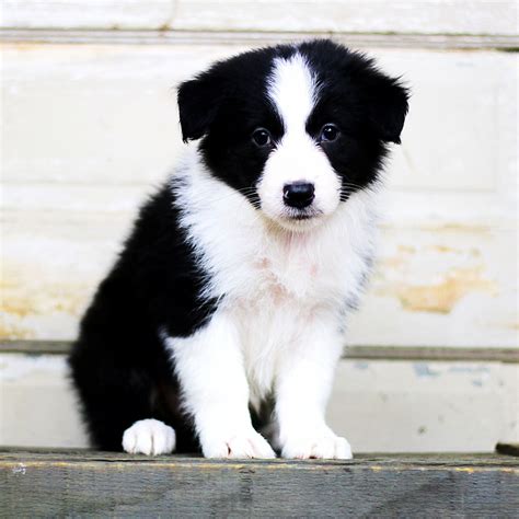 border collie puppies for sale