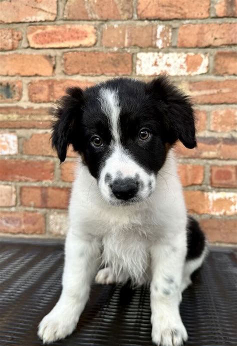 border collie puppies for sale in cheshire