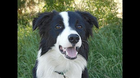 border collie puppies oregon