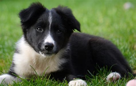 border collie puppies uk