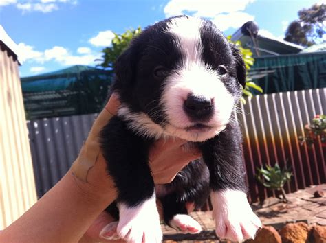 border collie pups for sale western australia