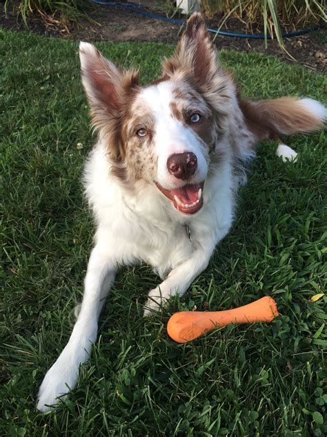 border collie red merle olx