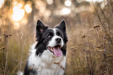 border collie rescue