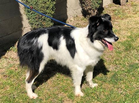 border collie rescue nsw