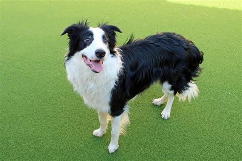 border collie rescue trust