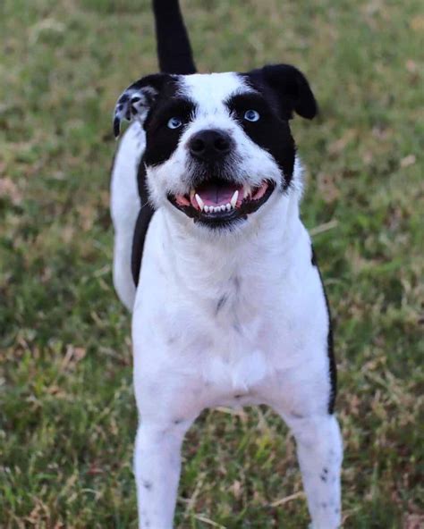 border collie terrier