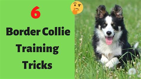 border collie training tricks