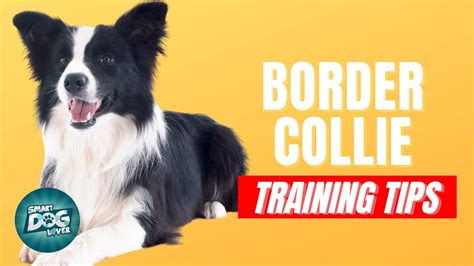 border collie training youtube