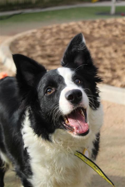 border collie trust rehoming