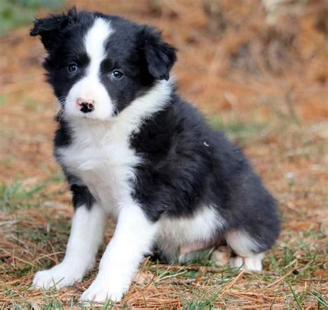 border collies for sale canada