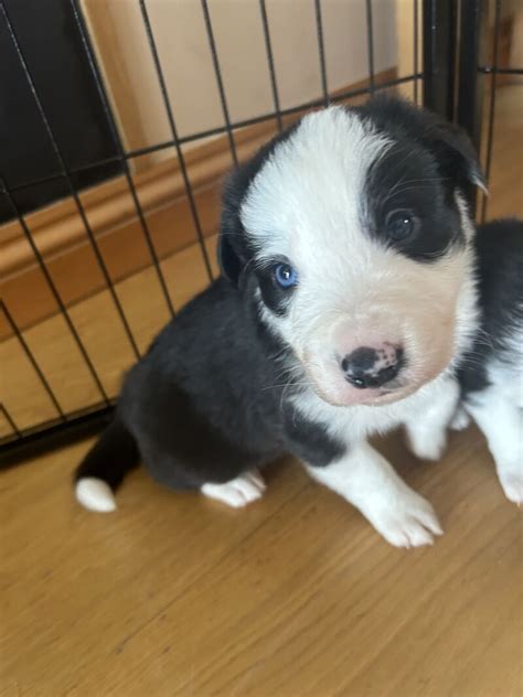 border collies for sale in lincolnshire