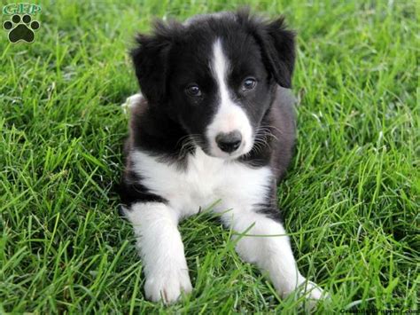 border collies for sale in pa
