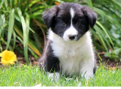 border collies for sale in washington
