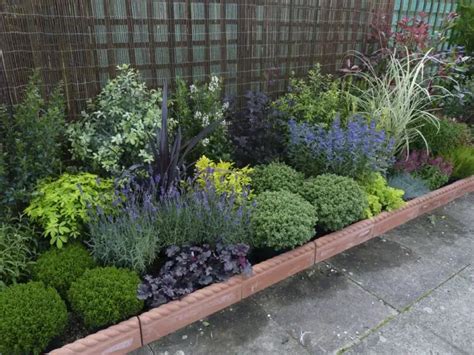 Border Plants Low Maintenance