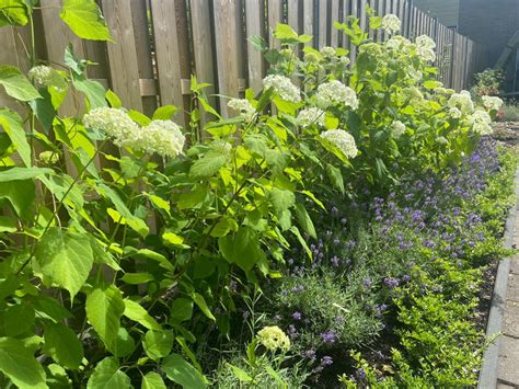 Borderpakket Hortensia