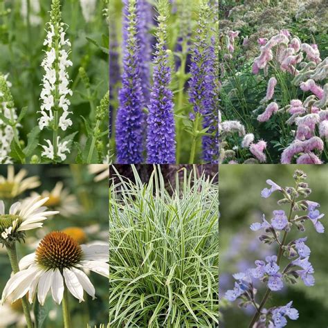 Borderplanten Halfschaduw