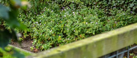 Borders Bemesten Wanneer