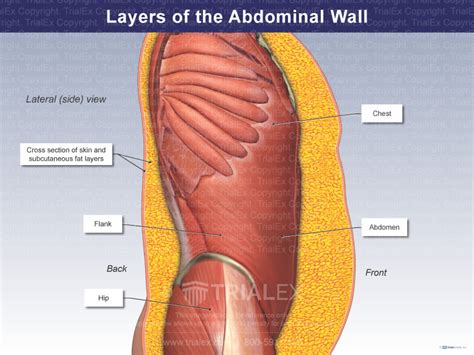 Borders Of The Abdominal Wall