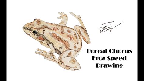 Boreal Chorus Frog Drawing
