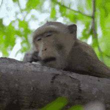 Bored Monkey YouTube