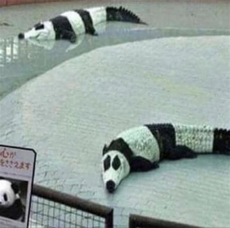 bored panda cursed images