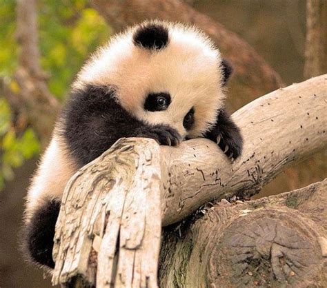 bored panda cute animals