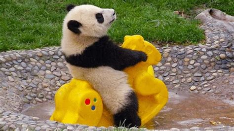 bored panda funny pictures
