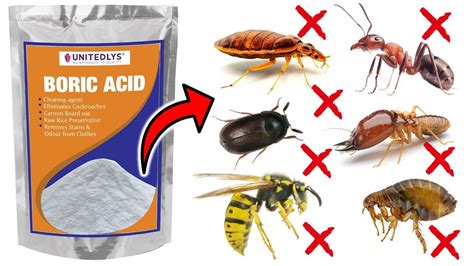 how to get rid of cockroaches Boric Acid YouTube
