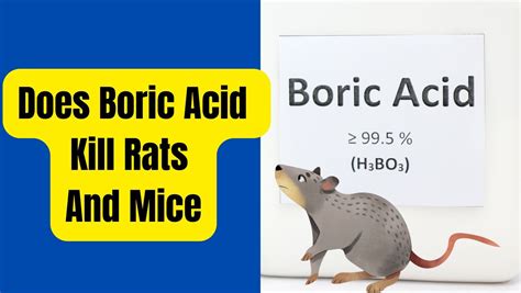 Borax for Rats A Step By Step Guide to Use Borax