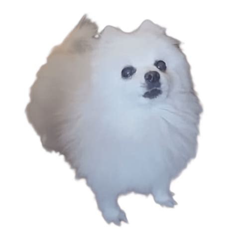 bork the dog Tumblr