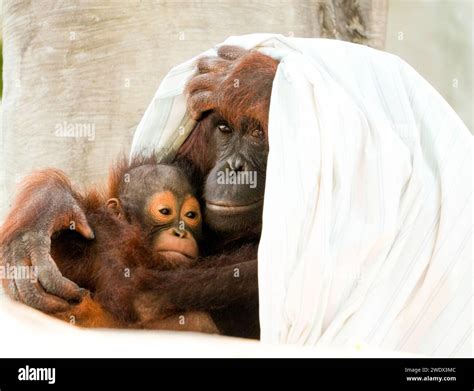 bornean orangutan exhibit costs