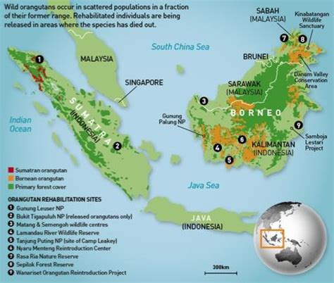 bornean orangutan habitat map