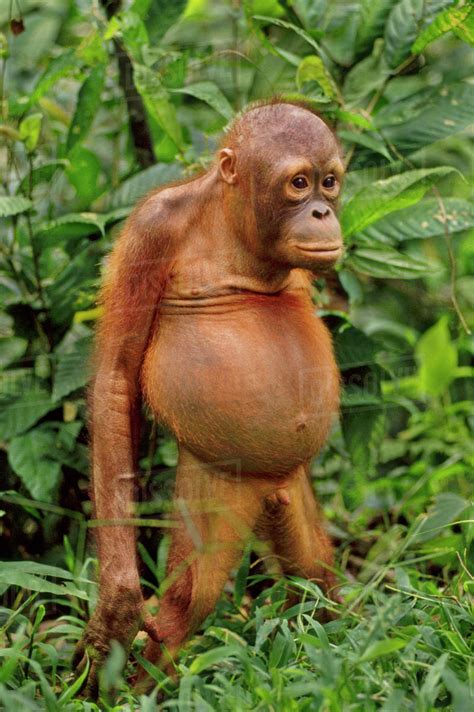bornean orangutan pongo pygmaeus