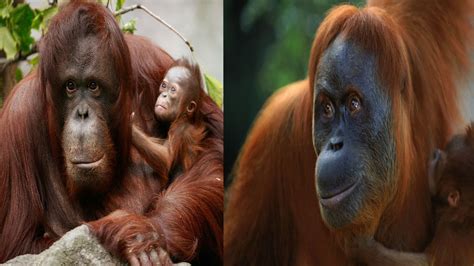 bornean vs sumatran orangutan