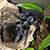borneo black tarantula