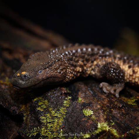 borneo earless monitor range