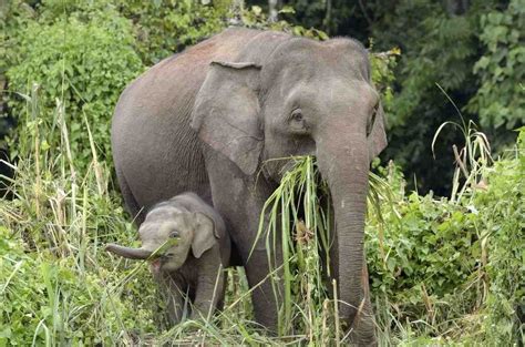borneo elephant fun facts