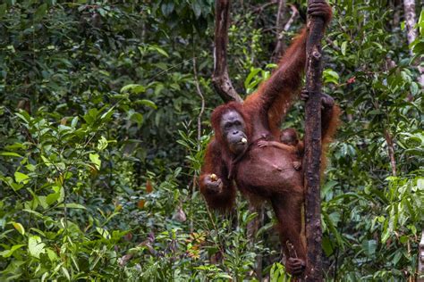 borneo orangutan river tours