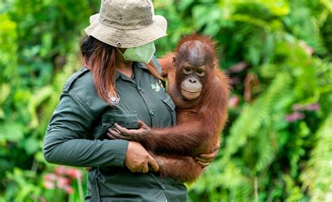 borneo orangutan survival australia