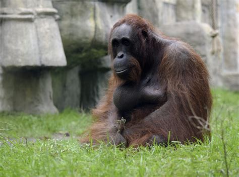 borneo orangutan survival deutschland