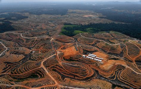 borneo palm oil deforestation