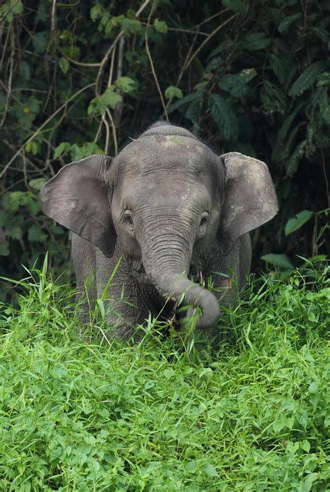 borneo pygmy elephant baby