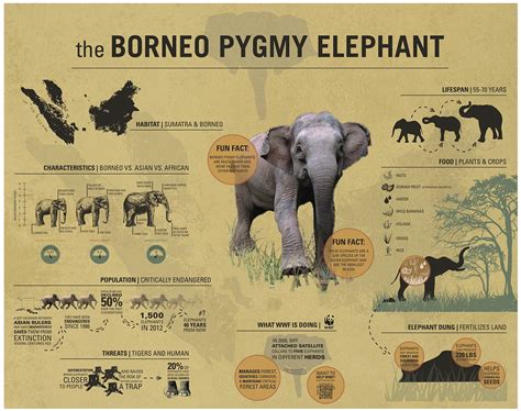 borneo pygmy elephant facts
