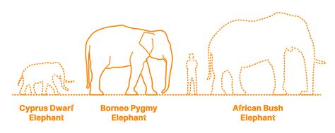 borneo pygmy elephant size