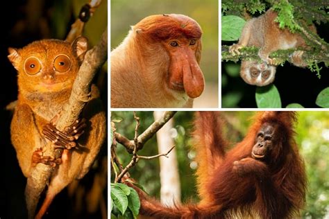 borneo rainforest animals